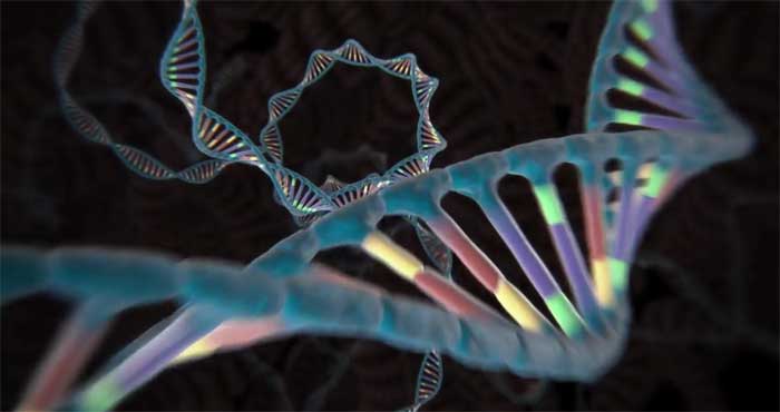 REpresentation of DNA