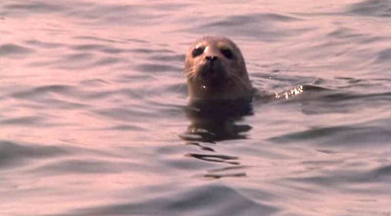 A seal watching Fiona in The Secret of Roan Inish