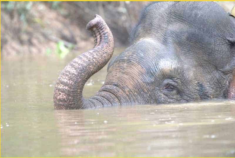An Asian elephant swims in a river in Secrets of the Elephants